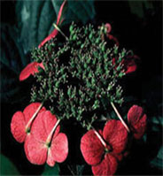 Hydrangea Lady in Red flower