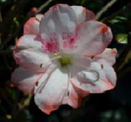 Azalea Flower